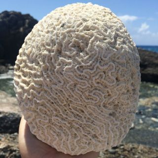 Natural Coral Brain Fossil From Caribbean,  Surf Tumbled,  Fish Tank Decor,  Coral