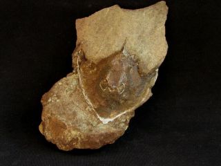 Rare Specimen Of Devonian Armored Fish Wladysagitta