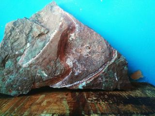 Devonian Armored Agnatha Zychaspis Sp,  Jawless Fish Fossils,  Bony Fishes