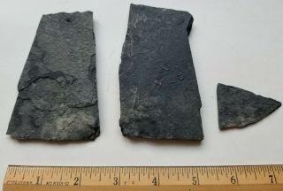 Triassic Coelacanth Fossil Fish Fragments And Ostracods,